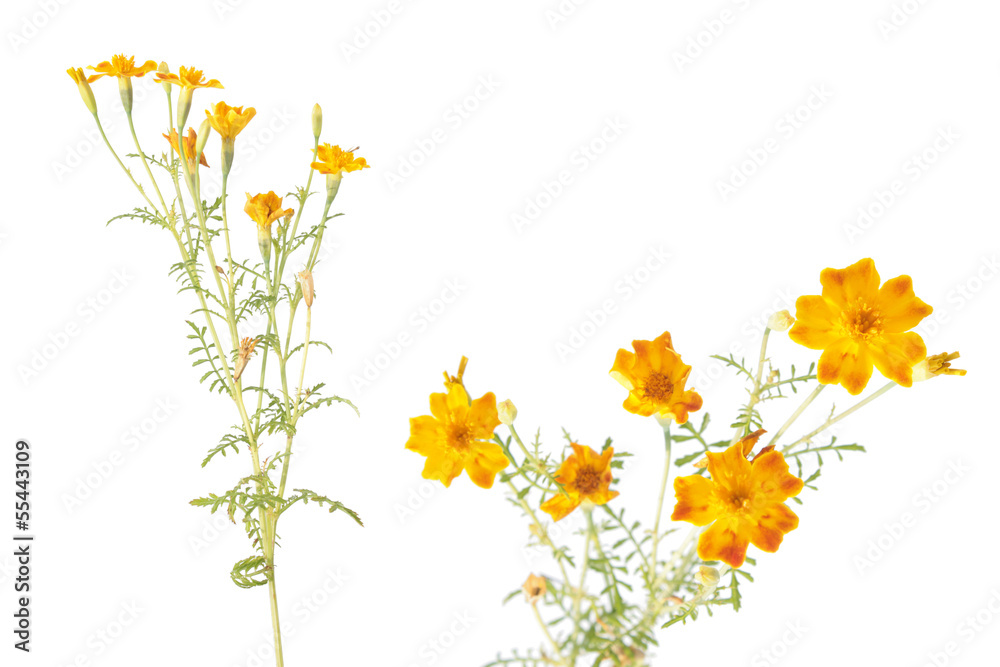 Yellow signet marigold flowers isolated on white