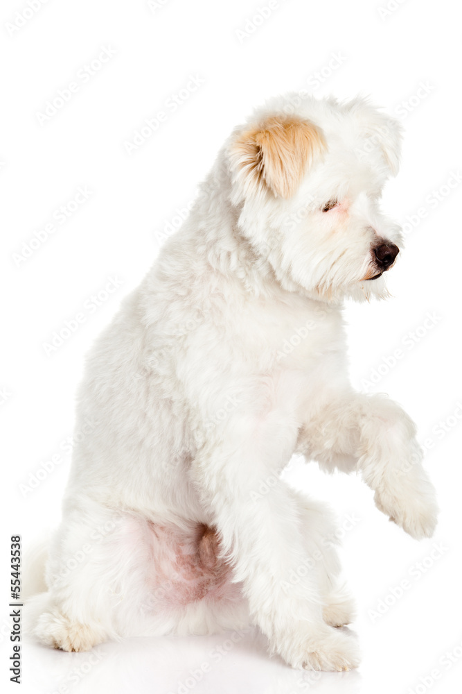 White dog on white background