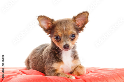 Chihuahua dog on red  pillow isolated on white background. portr © EwaStudio