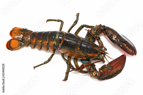 Alive lobster