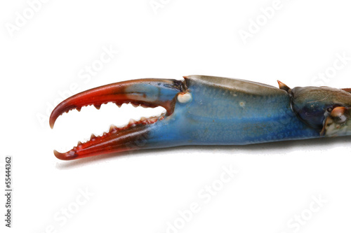 Blue crab claw