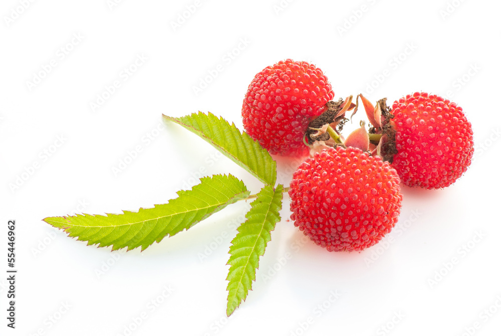 custom made wallpaper toronto digitalgarden berry hybrid of blackberry and raspberry