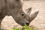Rhino eating leaves