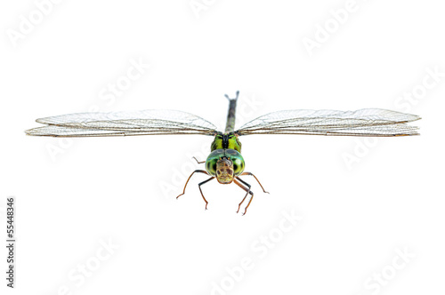 Dragonfly macro isolated