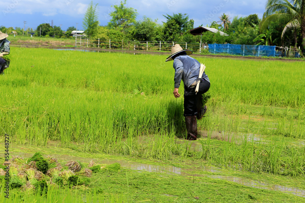farmer working rice plant in farm of Thailand farmer working rice plant in farm of Thailand