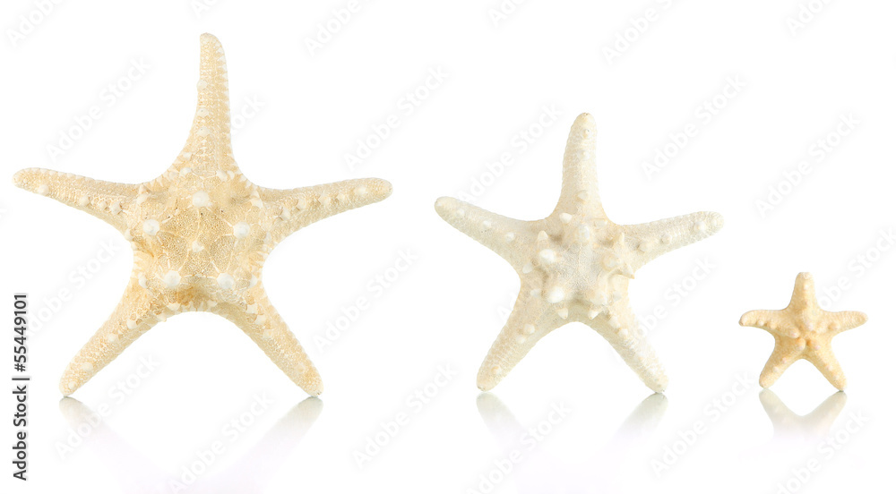 White starfishes isolated on white White starfishes isolated on white