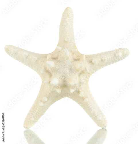 White starfish isolated on white