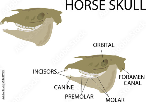 cranio di cavallo