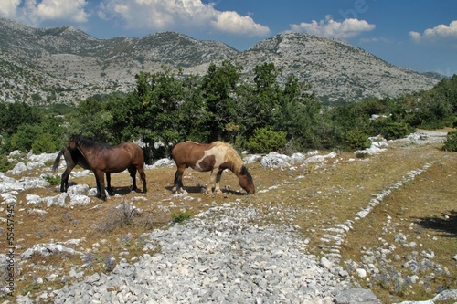 horses on the pasture in Biokovo mountains in Croatia