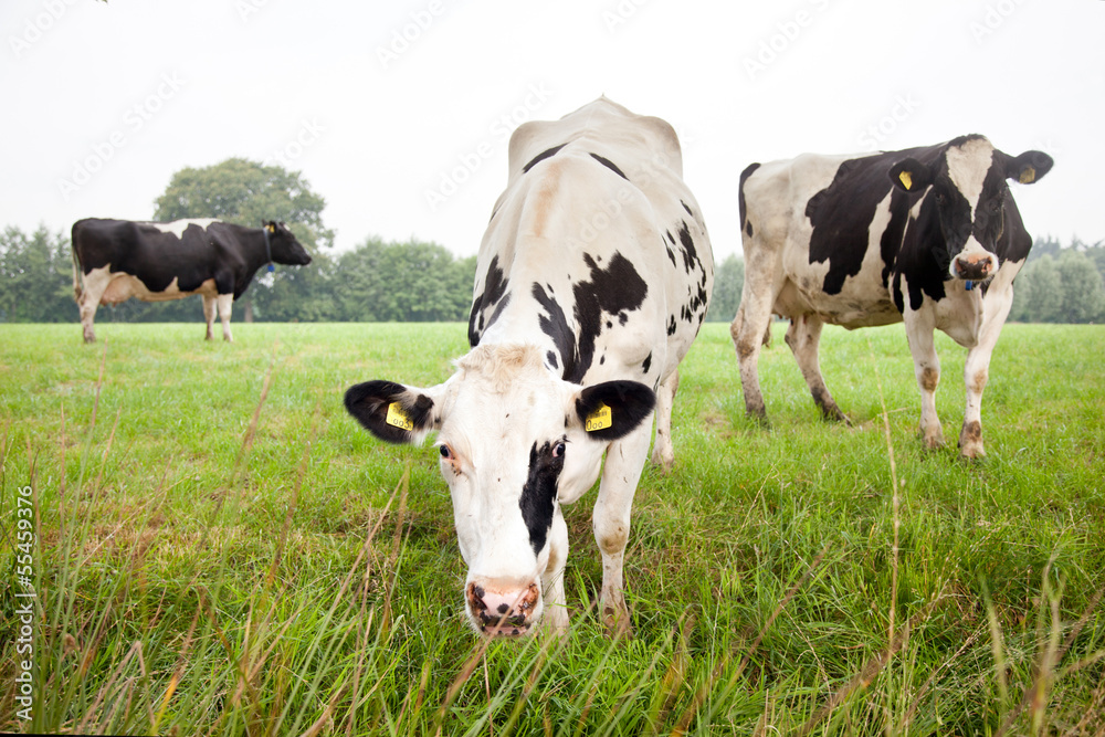 three cows in green meadow