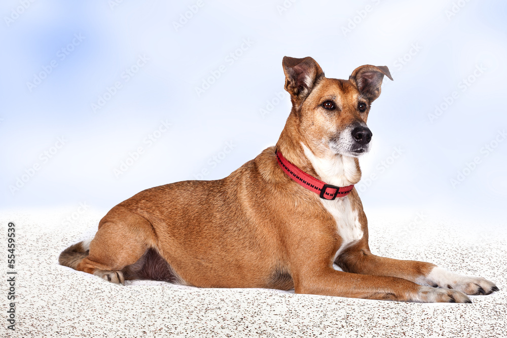 Portrait of Observant dog Portrait of Observant dog