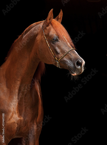 Beautiful arabian horse with nice show halter
