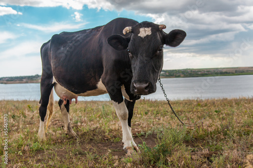 Fototapeta Naklejka Na Ścianę i Meble -  Black cow in the countyside