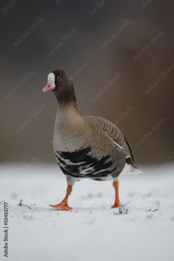 Lesser white-fronted goose, Anser erythropus Lesser white-fronted goose, Anser erythropus