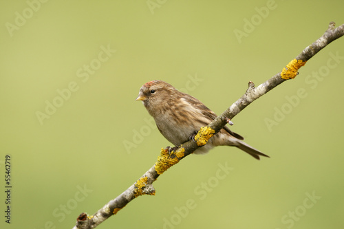 Lesser redpoll, Carduelis cabaret