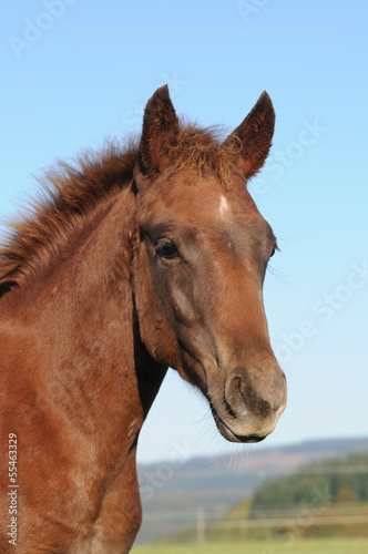 Quarter Horse Fohlen © lichtreflexe