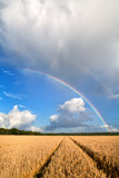 double rainbow over wheat field