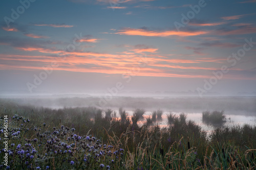 misty sunrise over wet swamp © Olha Rohulya