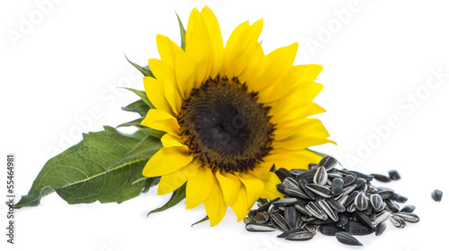Sunflower with Seeds on white photo