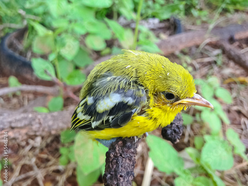 Flapper Striped Tit-Babbler In nature. photo