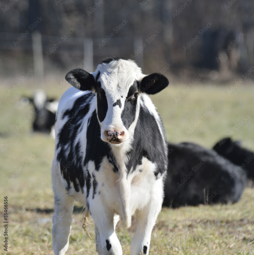 Calves On The Field