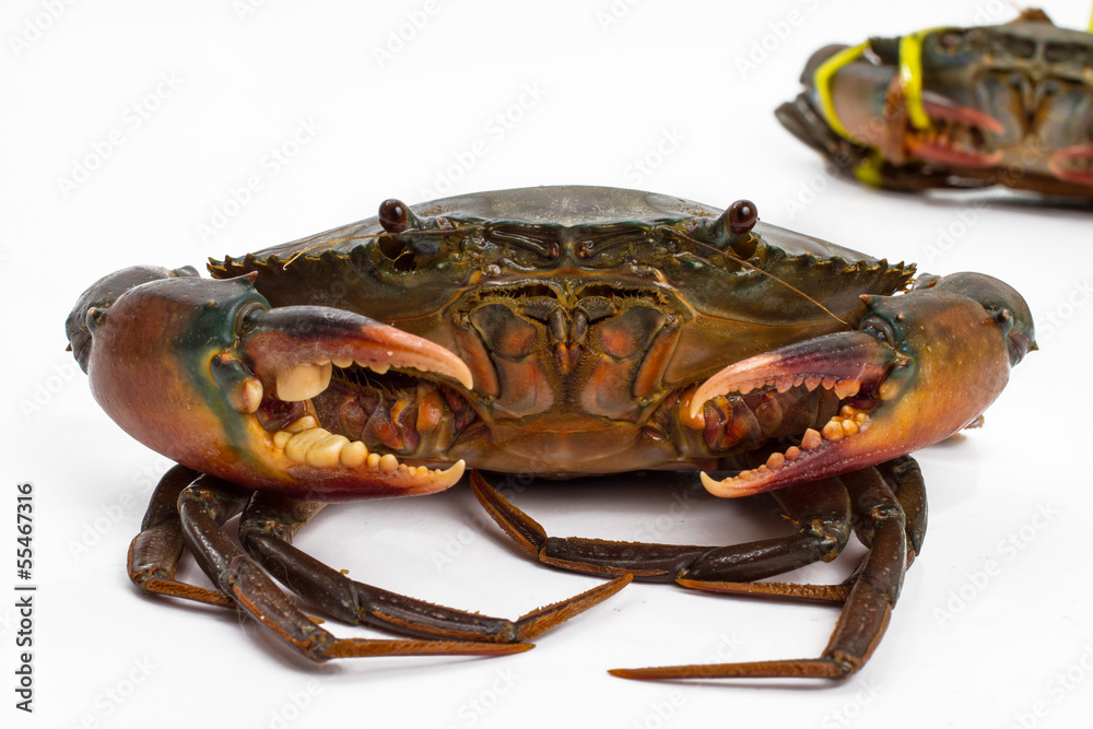 crab crab