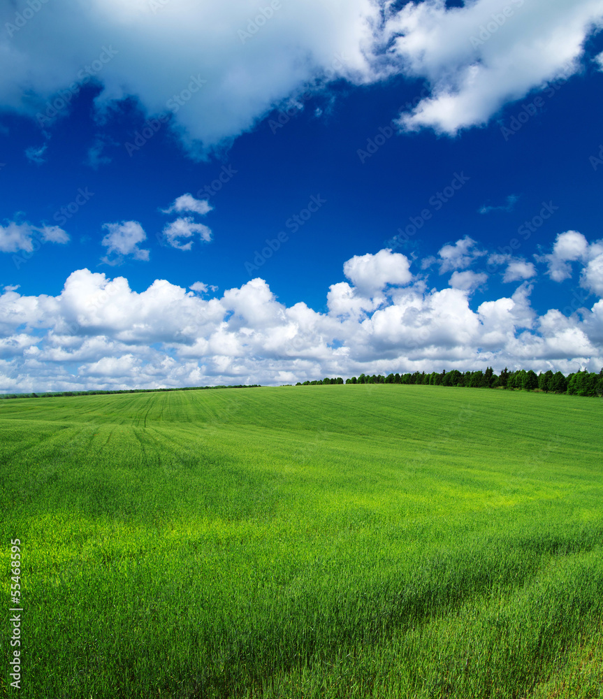 Fototapeta premium sunflower field
