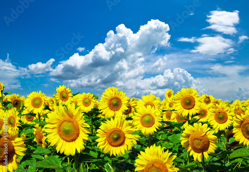 sunflower field