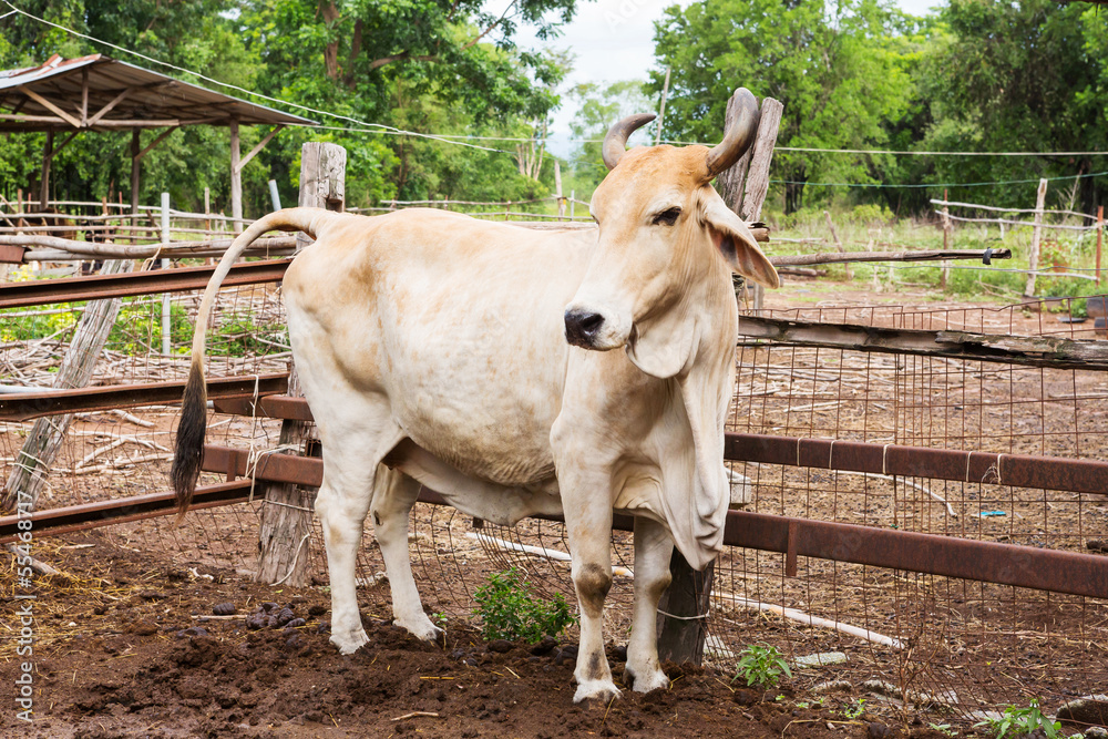 Cow in farm Cow in farm