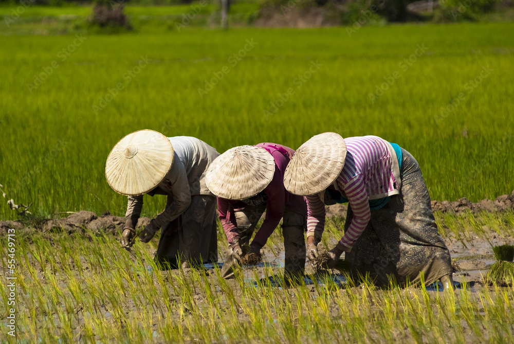 Fototapeta Przeszczepianie ryżu w Laosie