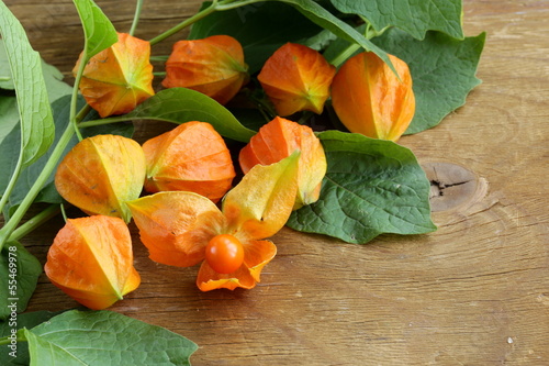 orange physalis berries with green leaves photo