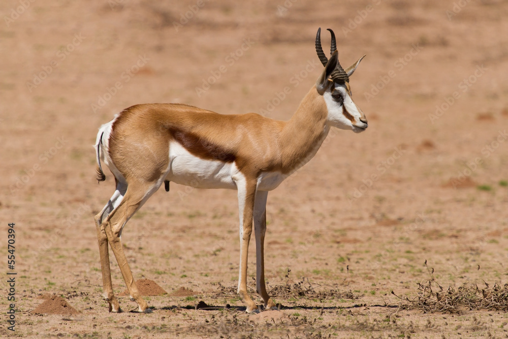 Springbok standing on a sand plain in the kalahari Springbok standing on a sand plain in the kalahari