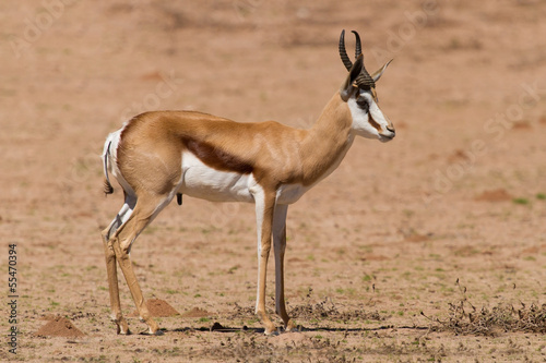 Springbok standing on a sand plain in the kalahari