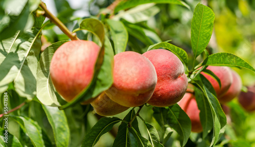 Ripe peaches fruits on a branch