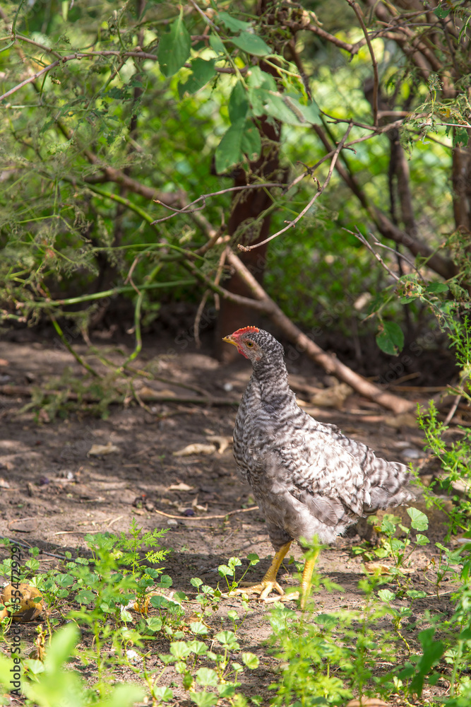 poult summer day walking in the grass poult summer day walking in the grass