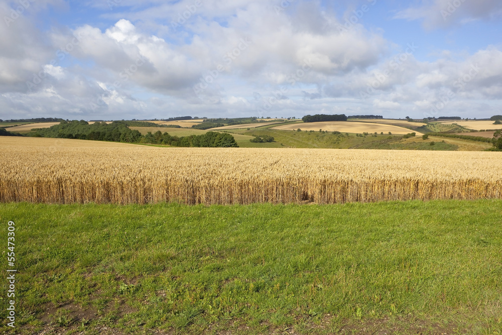 wheat field edge