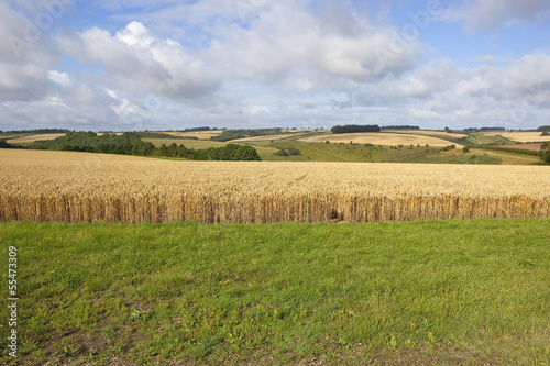 Obraz na płótnie wheat field edge w salonie