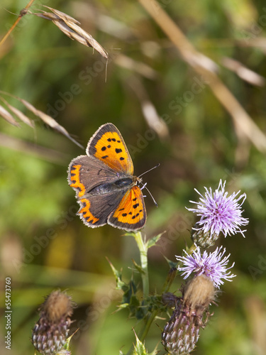 small copper butterfly © emjay smith