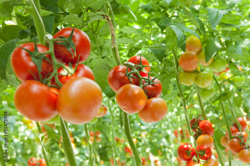 tomatoes in the greenhouse photo