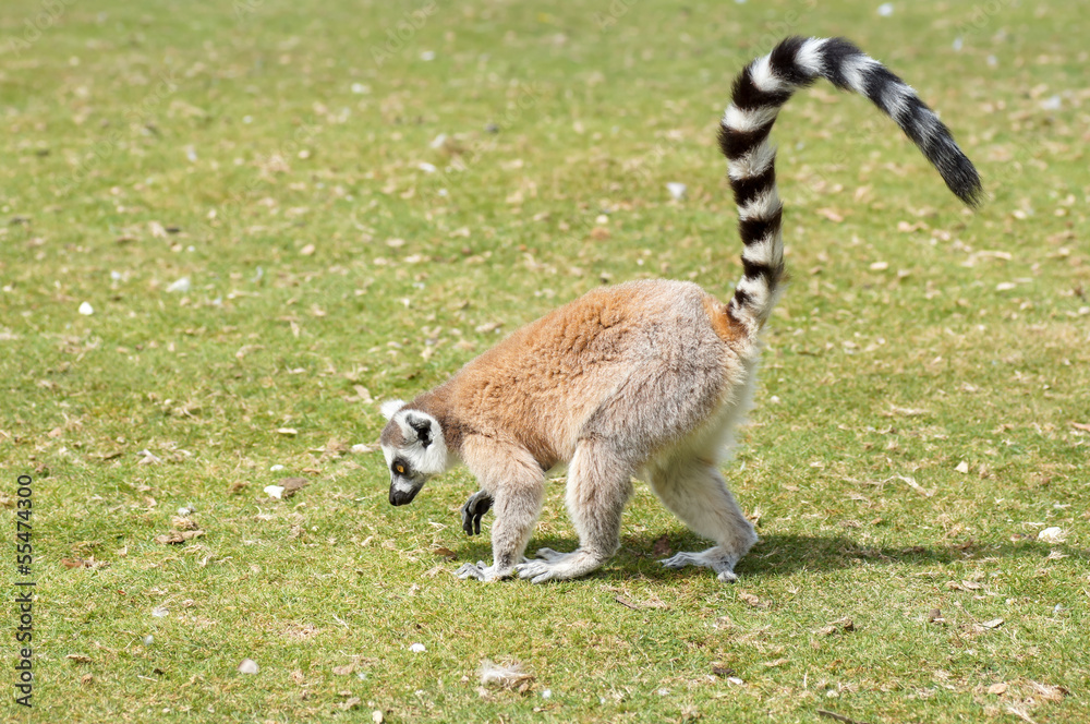 Fototapeta premium singe maki catta 2