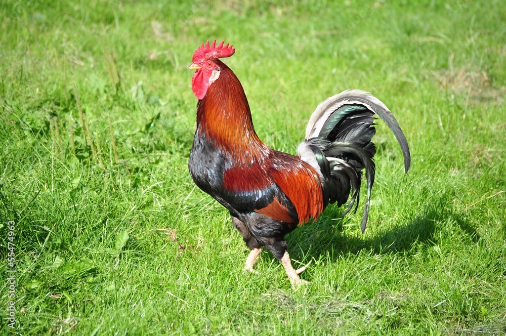 Kogut na zielonej trawie