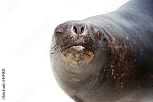 sea lion isolated over white