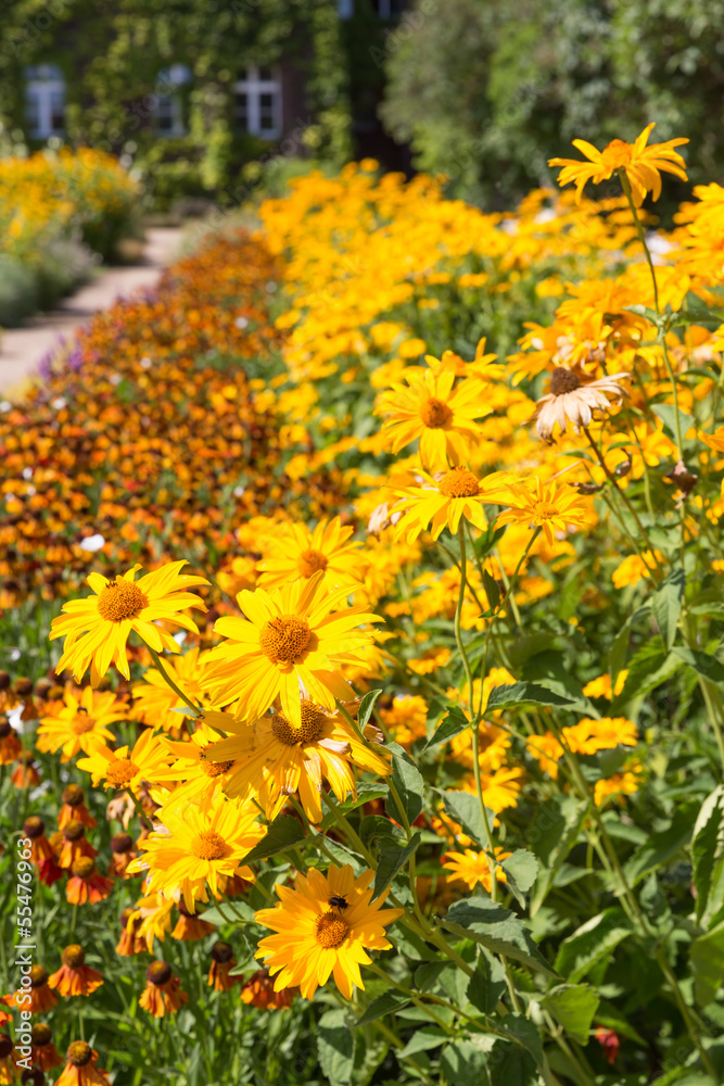 Garden with beautiful flowerbed of yellow Heliopsis