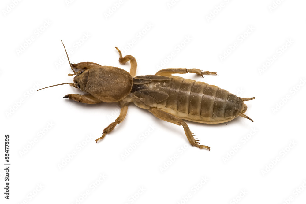 Grillo topo o alacrán cebollero (gryllotalpa) Mole cricket Grillo topo o alacrán cebollero (gryllotalpa) Mole cricket