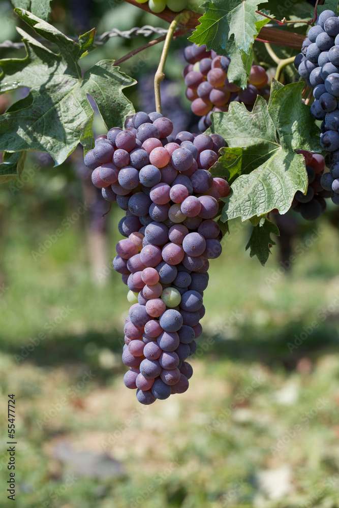 Fototapeta premium vineyard