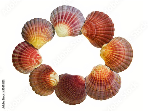 Sea shells in an oval shaped frame on a white background