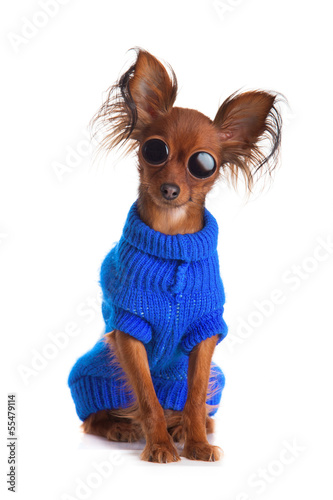 Toy terrier. Russian toy terrier on a white background. Funny li photo