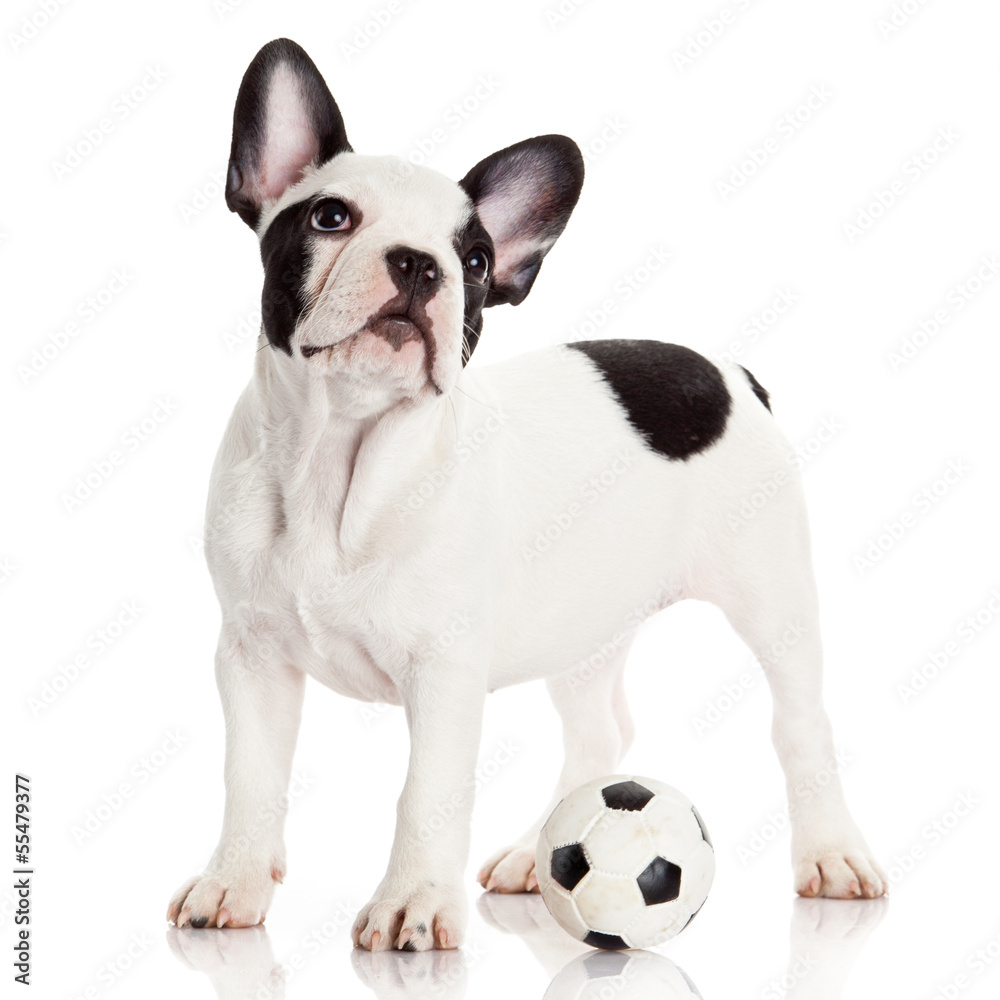 French bulldog puppy with toy  ball over white
