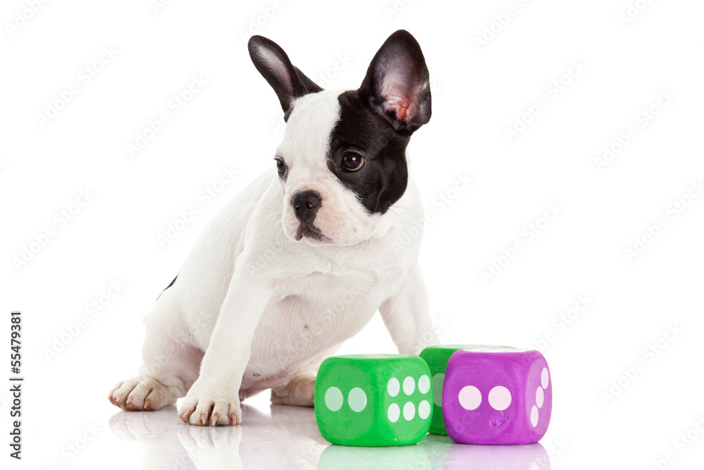 Cute French bulldog puppy on a white background Cute French bulldog puppy on a white background