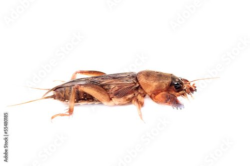 Mole cricket photo